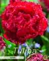 Keyzers Tulpe Quatar 7 Stück
