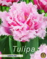 Keyzers Tulpe Queensland 7 Stück