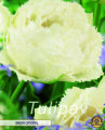 Keyzers Tulpe Snow Crystal 7 Stück