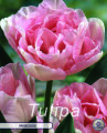Tulpe Angelique 7 Stück
