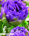 Tulpe Blue Wow 7 Stück