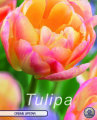 Tulpe Cream Upstar 7 Stück