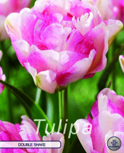 Tulpe Double Shake 7 Stück