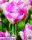 Tulpe Double Shake 7 Stück