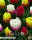 Tulpe Ice Cream Garden 5 Stück