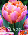 Keyzers Tulpe Pink Star 7 Stück