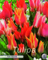 Tulpe Fun Colours 10 Stück