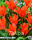 Keyzers Tulpe Orange Toronto 10 Stück