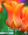 Tulpe Ballerina 7 Stück