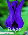 Keyzers Tulpe Purple Dream 7 Stück