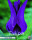 Keyzers Tulpe Purple Dream 7 Stück