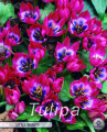 Tulpe Little Beauty 10 Stück