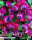 Tulpe Little Beauty 10 Stück
