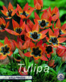 Tulpe Little Princess 10 Stück