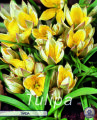 Tulpe Tarda 10 Stück