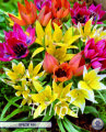 Tulpe Specie Mixed 15 Stück