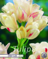 Tulpe Candy Club 7 Stück