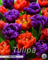 Tulpe Bravoure 10 Stück