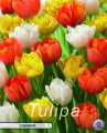 Tulpe Cassanova 10 Stück