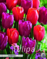 Keyzers Tulpe Powerful 10 Stück