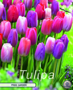 Keyzers Tulpe Pride Garden 10 Stück