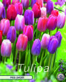 Keyzers Tulpe Pride Garden 10 Stück