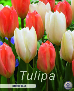 Keyzers Tulpe Stockholm 10 Stück