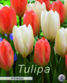 Keyzers Tulpe Stockholm 10 Stück