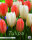 Keyzers Tulpe Stockholm 10 Stück