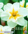 Narzisse Lemon Beauty 5 Stück