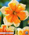 Narzisse Orangery 5 Stück