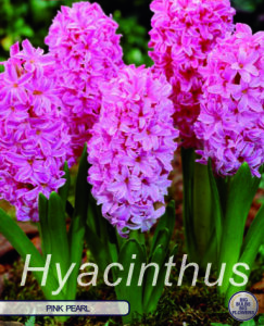Hyazinthe Pink Pearl 5 Stück