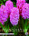 Hyazinthe Pink Pearl 5 Stück