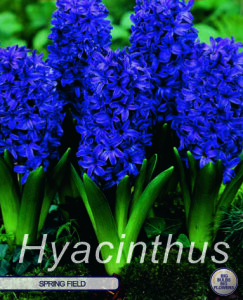 Hyazinthe Spring Field 5 Stück