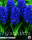 Hyazinthe Spring Field 5 Stück
