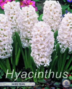 Hyazinthe White Pearl 5 Stück