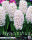 Hyazinthe White Pearl 5 Stück