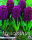 Hyazinthe Woodstock 5 Stück