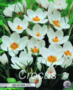 Krokus Ard Schenk 10 Stück