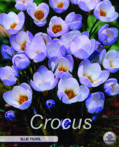 Krokus Blue Pearl 10 Stück