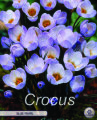 Krokus Blue Pearl 10 Stück
