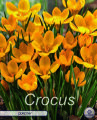 Krokus Dorothy 20 Stück