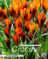 Krokus Orange Monarch 10 Stück