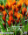 Krokus Orange Monarch 10 Stück
