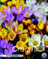 Krokus Botanical Mixed 20 Stück