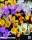 Krokus Botanical Mixed 20 Stück