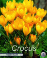 Krokus Golden Yellow 10 Stück