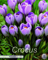 Krokus Pickwick 10 Stück