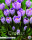 Krokus Pickwick 10 Stück