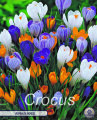 Krokus Vernus Mixed 10 Stück
